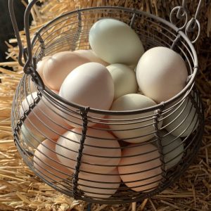 Farm Fresh Eggs - Free Range