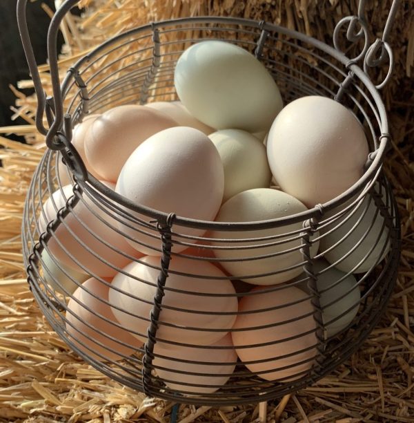 Farm Fresh Eggs - Free Range